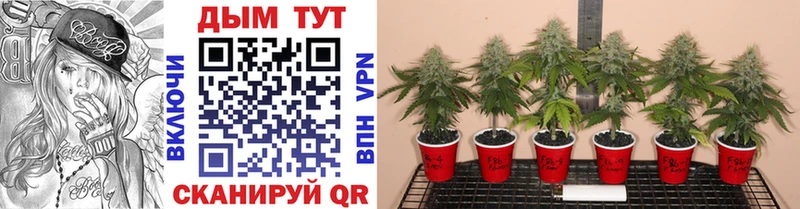 Купить где  Шали  Бошки марихуана план 